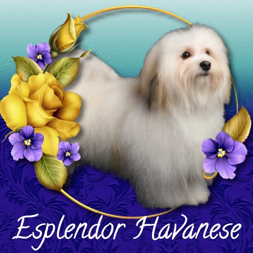 Esplendor Havanese Ppuppies for sale Selah WA